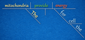 diagramming the mitochondria sentence